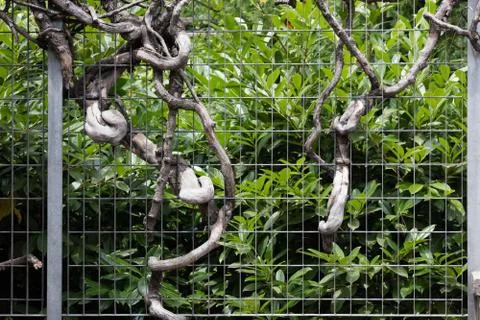 Roots through  a gate Stock Photos