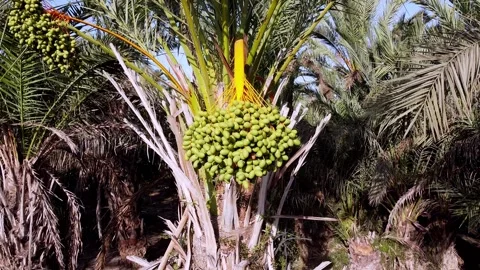 From the roots to the top of a palm tree Video stock 138234595