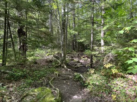 Roots on the Trail Stock Photos