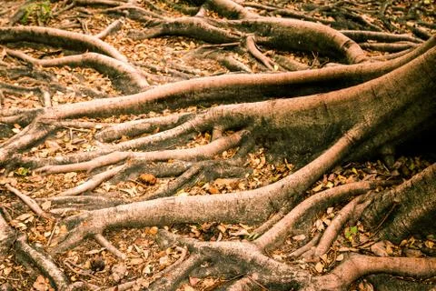 The roots of a tree affect its growth and its skin looks magical. Stock Photos