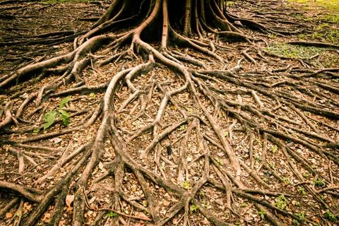 The roots of a tree affect its growth and its skin looks magical. Stock Photos