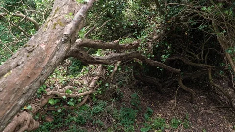 The roots of a tree that are half covered in ivy Stock Footage 122914582