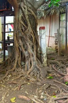 Roots of the tree are on the surface of the texture Stock Photos