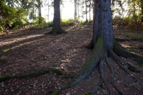 The roots of a tree in autumn forest Stock Photos