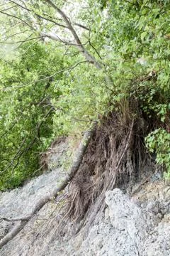 The roots of a tree on the bank Foto stock