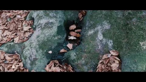 Roots of tree in close up Stock Footage 322804879