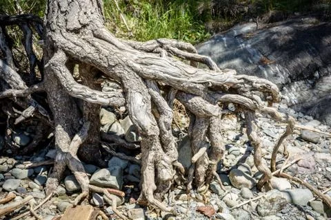 The roots of tree. close-up Stock Photos