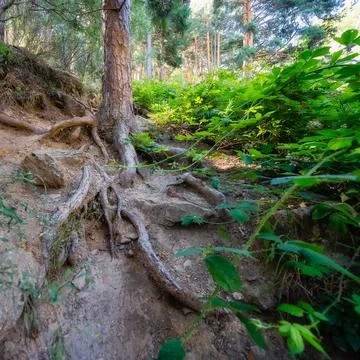 Roots of a tree that come out of the ground on a mountain path, Guadarrama Stock Photos