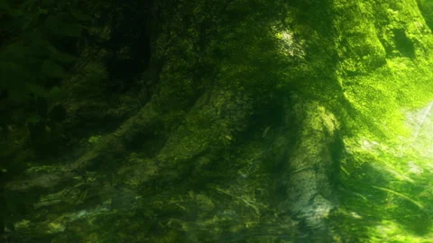 Roots of a tree covered in green moss near a quiet stream Stock Footage 345054570