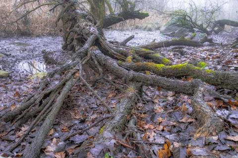 Roots of a tree . Dense forest Photos
