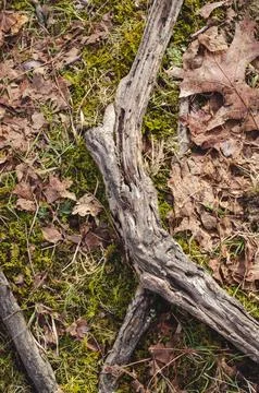 The roots of the tree dig into the ground. Forest texture. Stock Photos