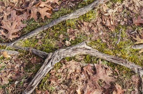 The roots of the tree dig into the ground. Forest texture. Stock Photos