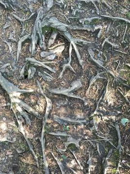 The roots of a tree on the earth's surface Stock Photos