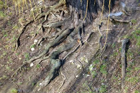 Roots of the tree on eroding soil. Stock Photos
