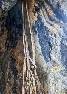 Roots of a tree extending into a cave, showcasing nature's resilience in a .. 스톡 사진