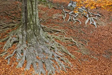Roots of a tree in fall colors Stock Photos