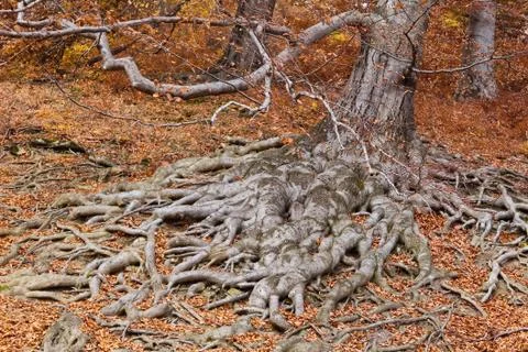 Roots of a tree in fall colors Stock Photos