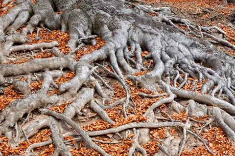 Roots of a tree in fall colors Stock Photos