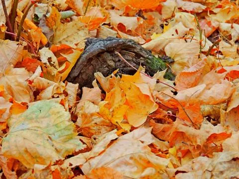 The roots of the tree in foliage Stock Photos