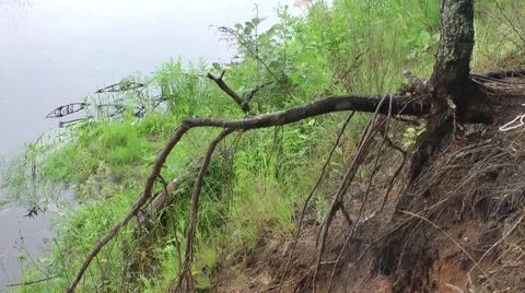 The roots of a tree Stock Footage 51704769