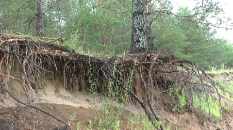 The roots of a tree Stock Footage 51704771