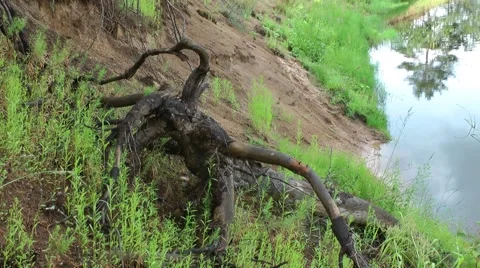 The roots of a tree Stock Footage 51704821