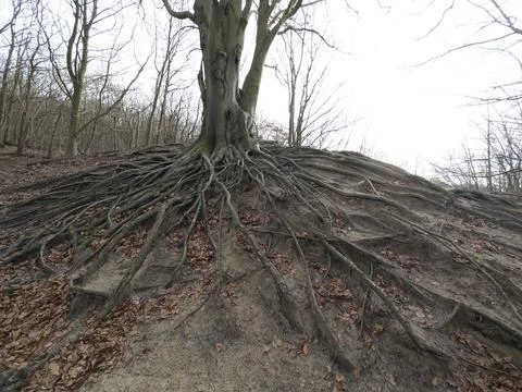 Roots from a tree in the forest, the Netherlands Stock Photos
