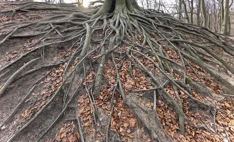 Roots from a tree in the forest, the Netherlands Stock Photos