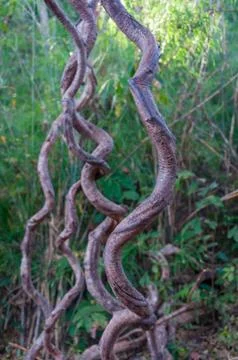 Roots of tree in forest Stock Photos