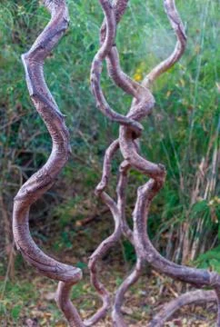 Roots of tree in forest Stock Photos