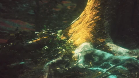 Roots of a tree in the forest with sunlight shining during daytime Stock Footage 339500613