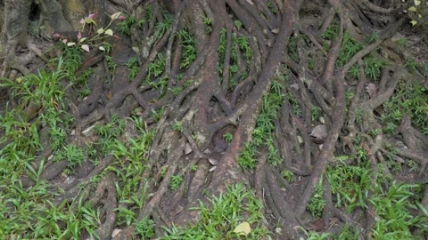 Roots of a tree that goes back into the fertile soil, in Vietnam Stock Footage 232464166