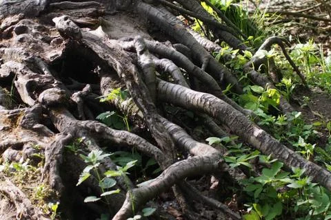 The roots of the tree with grass Stock Photos