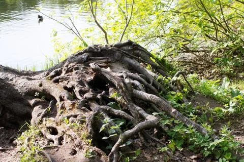 The roots of the tree with grass Stock Photos