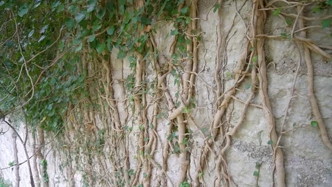 The roots of the tree grow on the old wall Stock Footage 82930065