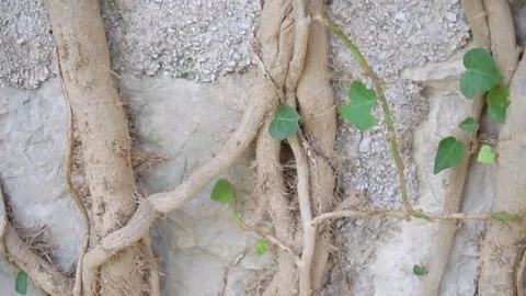 The roots of the tree grow on the old wall Stock Footage 82935300