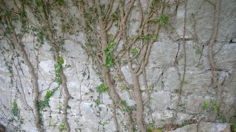 The roots of the tree grow on the old wall Stock Footage 82940465