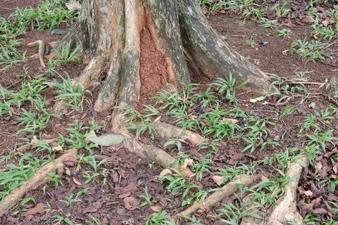 Roots of a Tree Growing into the Ground Stock Photos