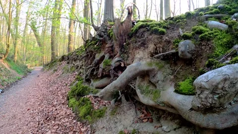 Roots from a tree growing next to a pathway Stock Footage 152975230