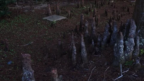 The roots of a tree growing out of the ground create a scene of nature's beauty. Stock Footage 327603997
