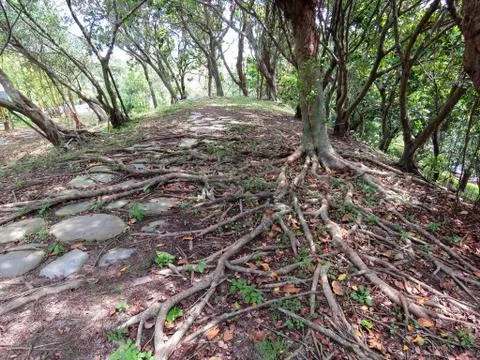 Roots of a tree growing wild Stock Photos