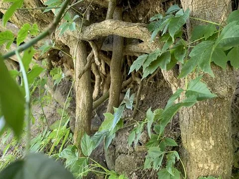 The roots of a tree on a hillside Stock Photos
