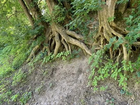 The roots of a tree on a hillside Stock Photos