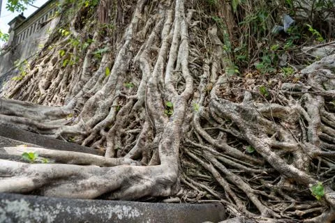 Roots of a tree invading a stone staircase Stock Photos