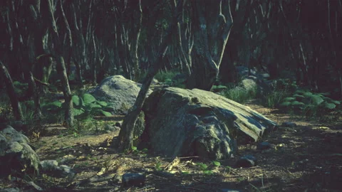 Roots of a tree in a misty forest Video stock 218318299