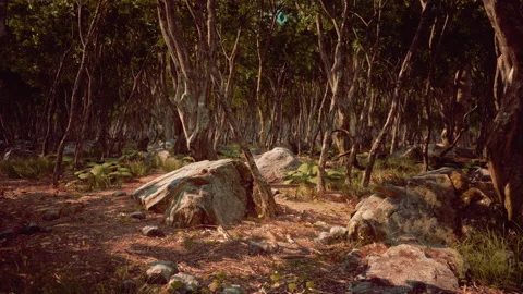 Roots of a tree in a misty forest Stock Footage 231299204