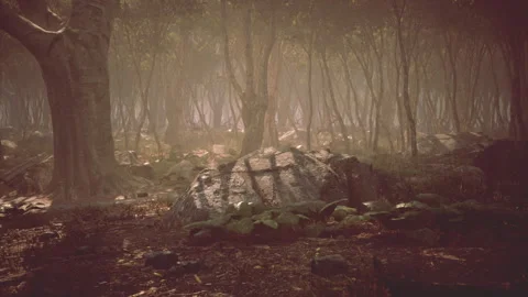 Roots of a tree in a misty forest Video stock 232614881