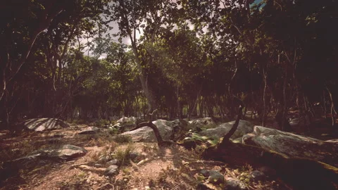 Roots of a tree in a misty forest Stock Footage 234392979