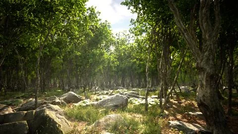 Roots of a tree in a misty forest Stock Illustration