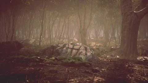 Roots of a tree in a misty forest Stock Illustration